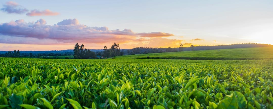 Agriculture & Farming Commodities